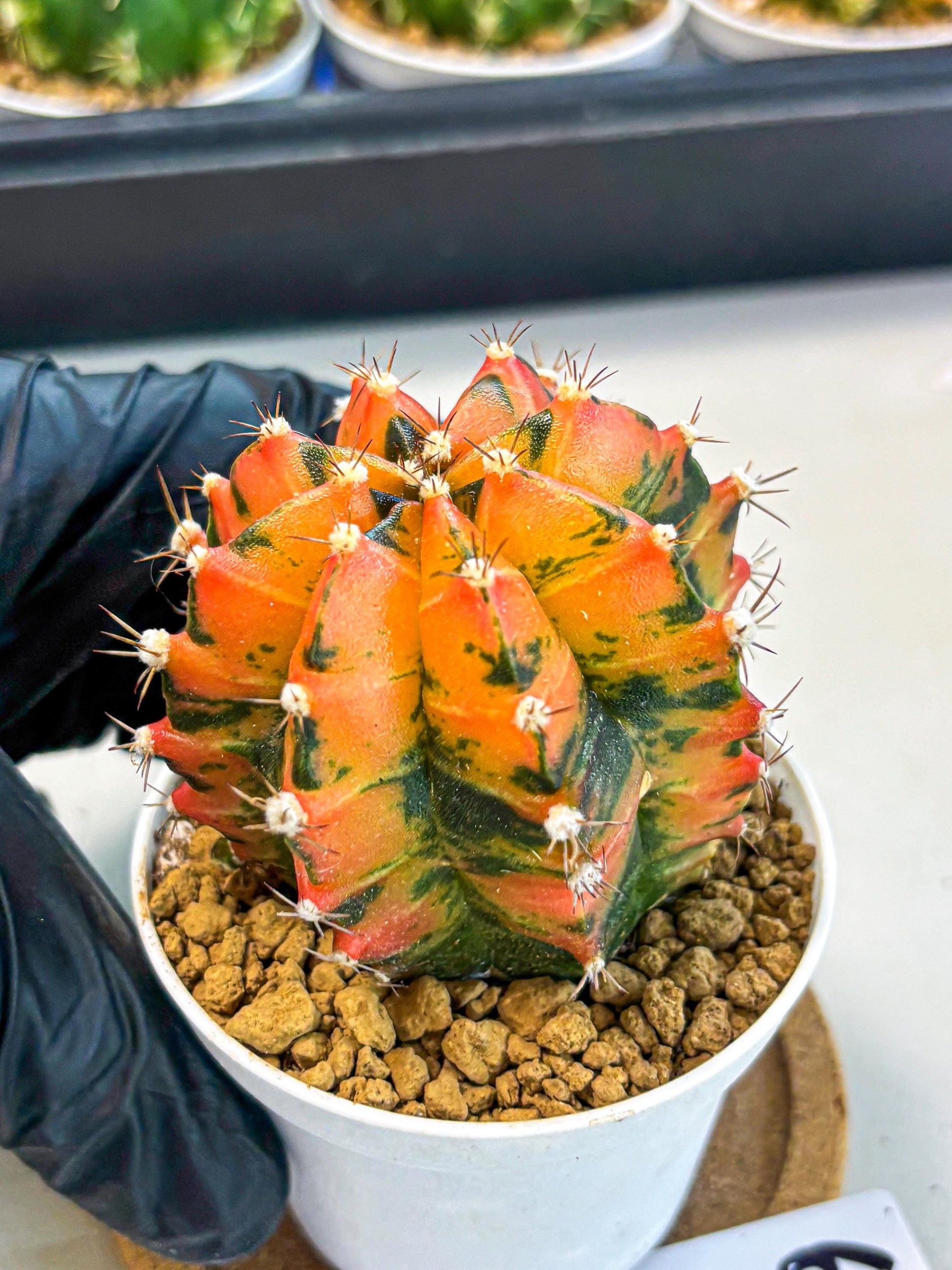 Gymnocalycium Honey Orange (gy6) (b6) | Rare Hybrid cactus