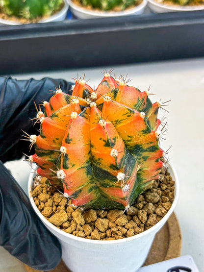 Gymnocalycium Honey Orange (gy6) (b6) | Rare Hybrid cactus