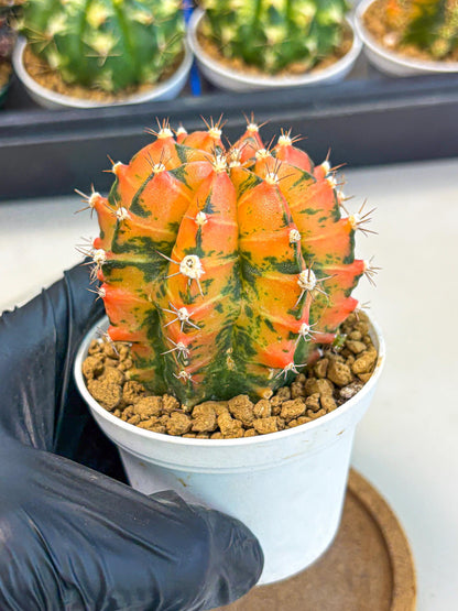 Gymnocalycium Honey Orange (gy6) (b6) | Rare Hybrid cactus