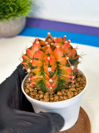 Gymnocalycium Honey Orange (gy6) (b6) | Rare Hybrid cactus