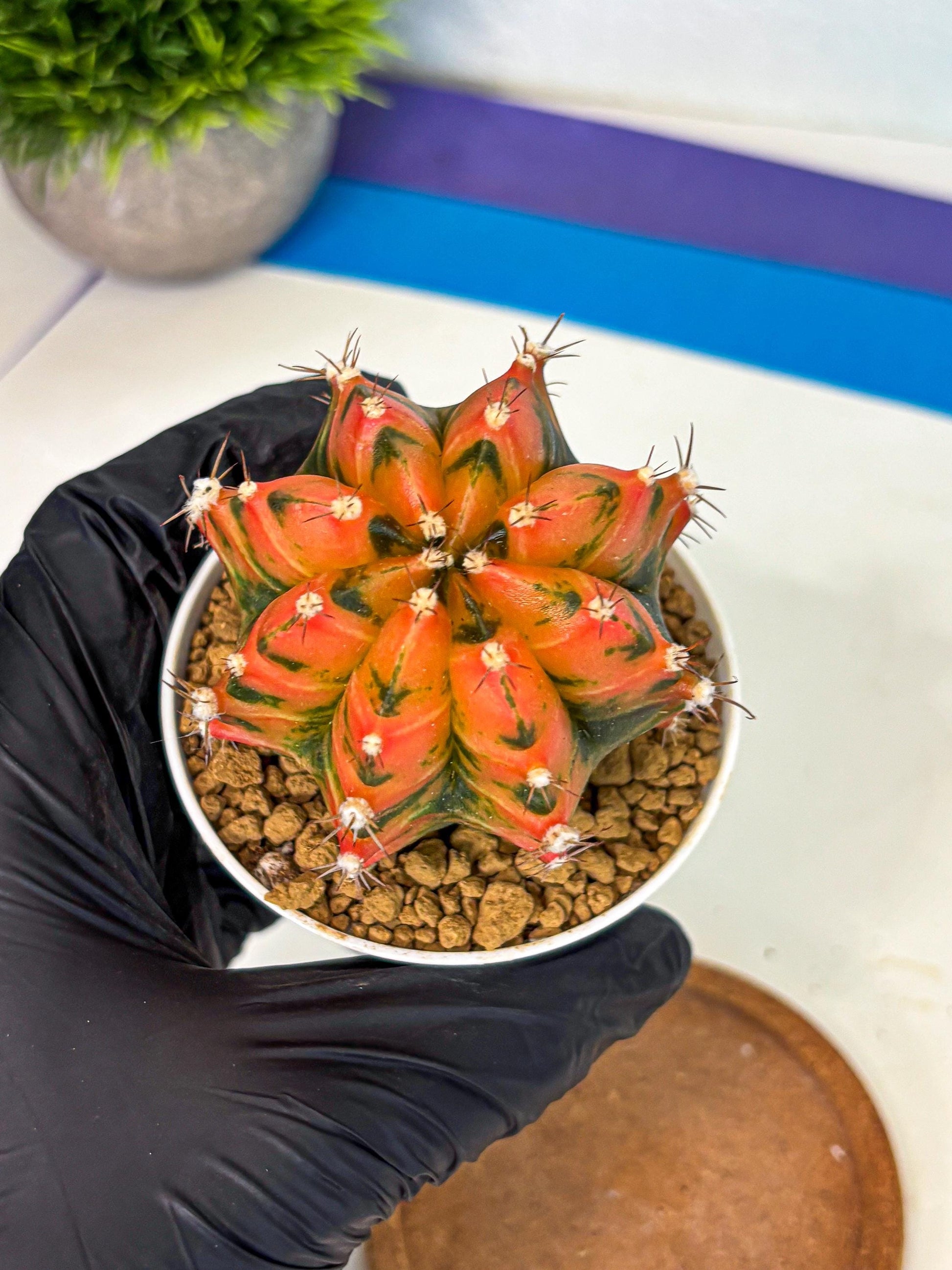 Gymnocalycium Honey Orange (gy6) (b6) | Rare Hybrid cactus