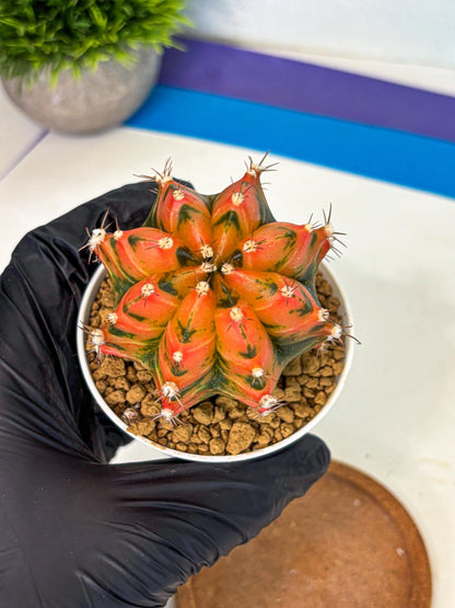 Gymnocalycium Honey Orange (gy6) (b6) | Rare Hybrid cactus
