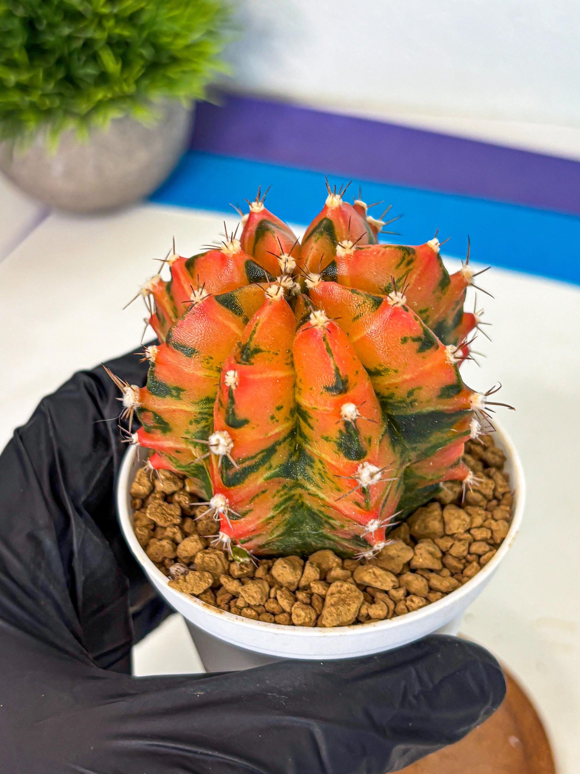 Gymnocalycium Honey Orange (gy6) (b6) | Rare Hybrid cactus
