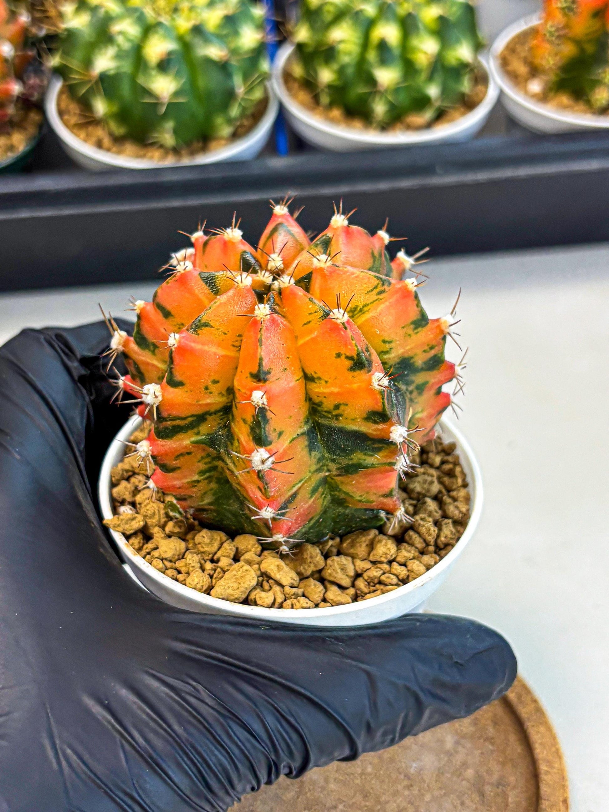 Gymnocalycium Honey Orange (gy6) (b6) | Rare Hybrid cactus