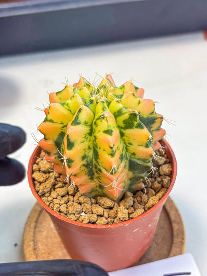 Gymnocalycium Starlight (gy7) (r1) | Rare Hybrid cactus