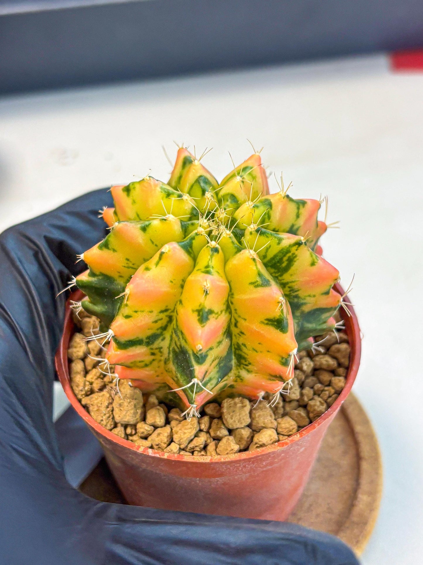 Gymnocalycium Starlight (gy7) (r1) | Rare Hybrid cactus
