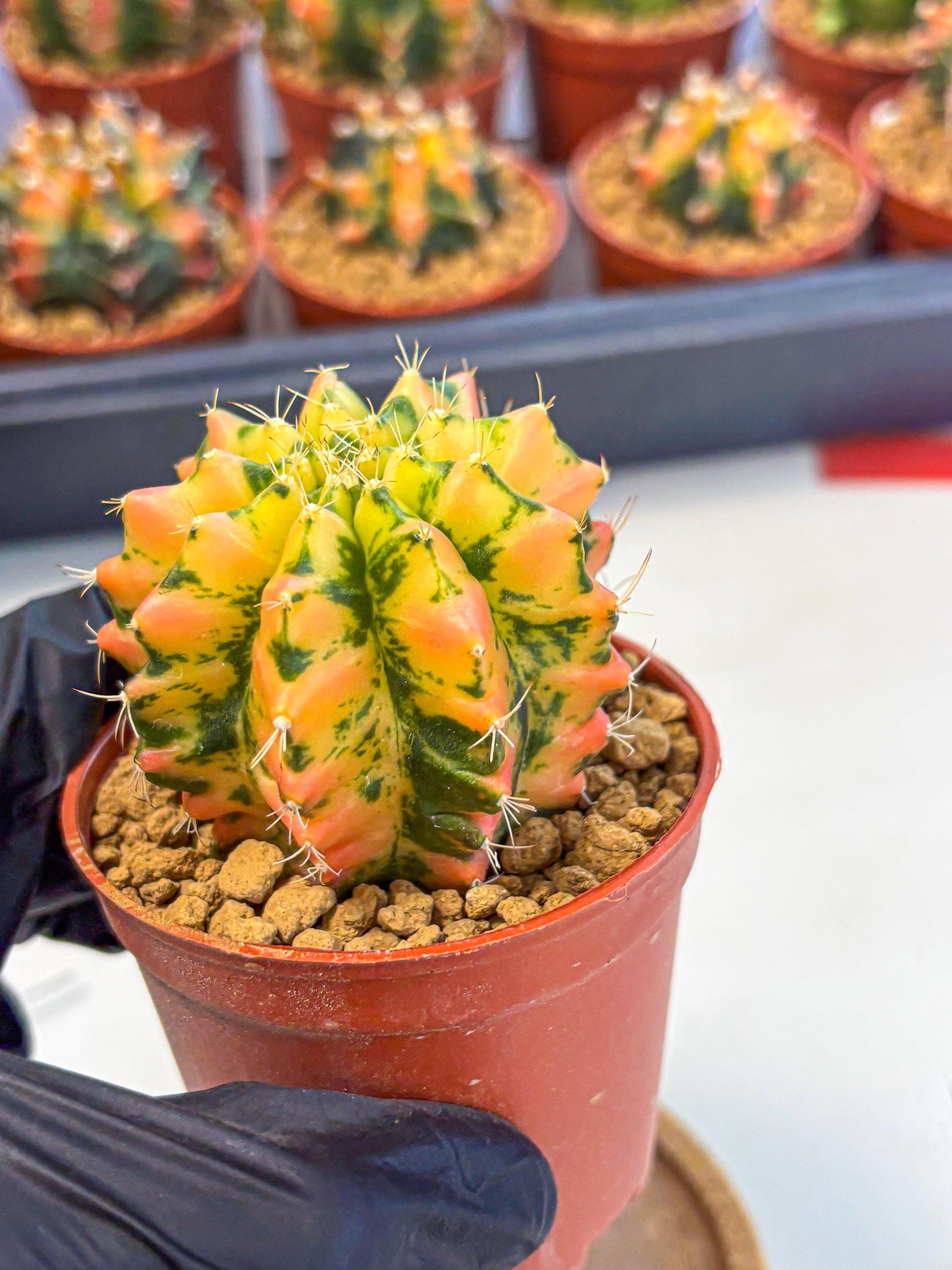 Gymnocalycium Starlight (gy7) (r1) | Rare Hybrid cactus