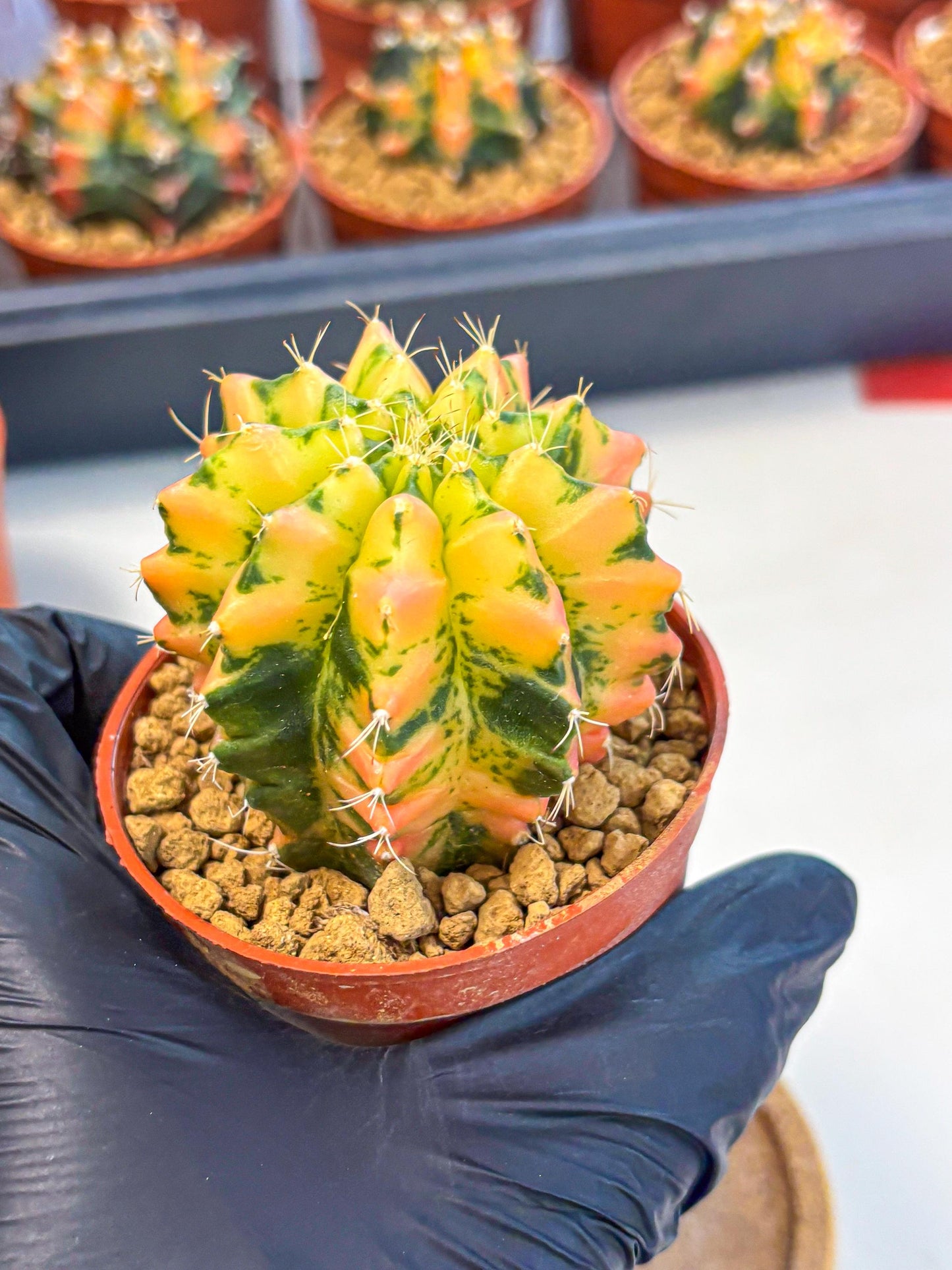 Gymnocalycium Starlight (gy7) (r1) | Rare Hybrid cactus