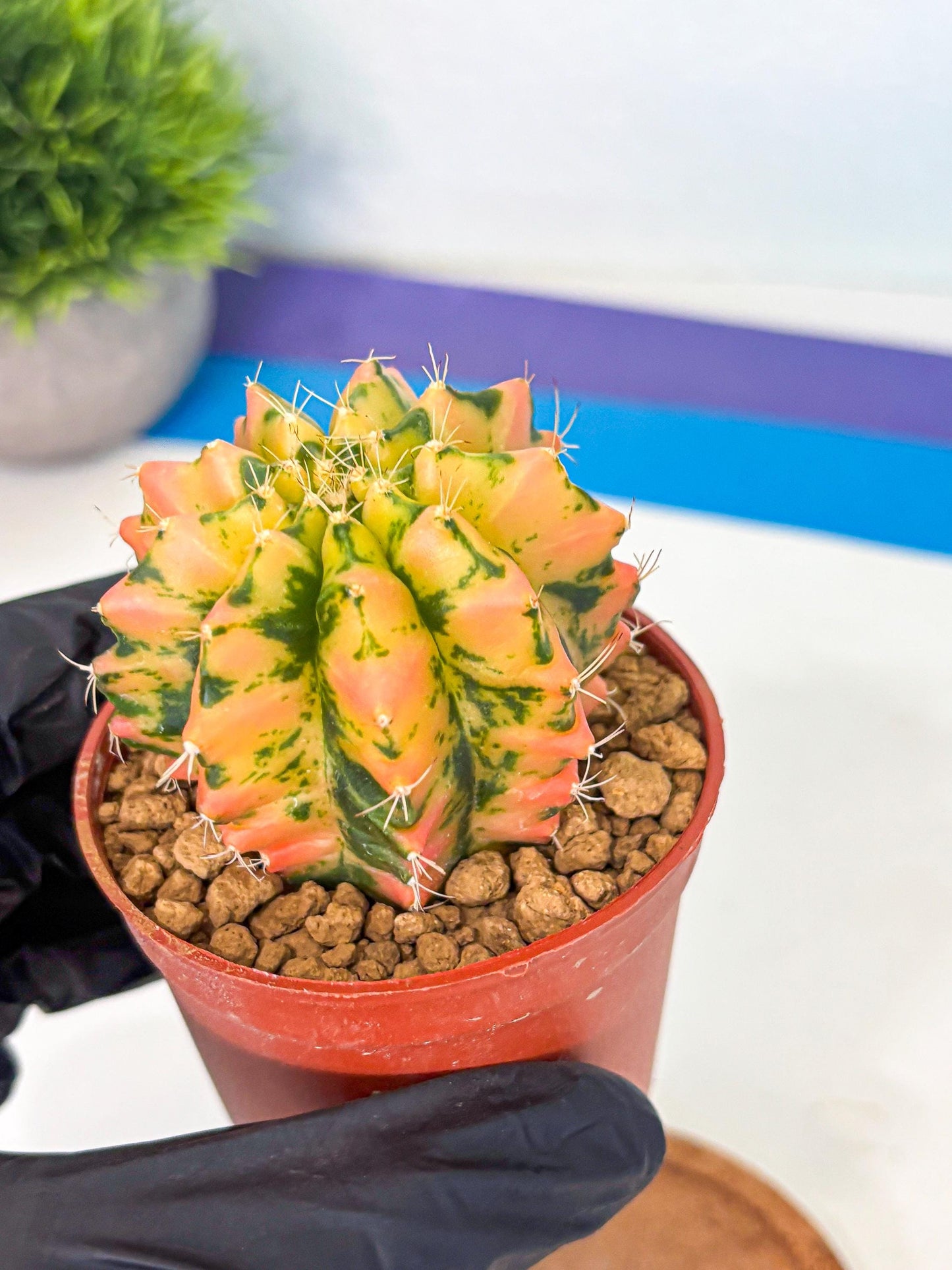 Gymnocalycium Starlight (gy7) (r1) | Rare Hybrid cactus