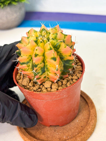 Gymnocalycium Starlight (gy7) (r1) | Rare Hybrid cactus