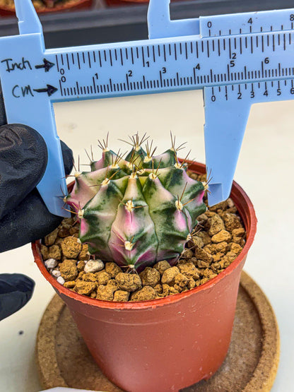 Gymnocalycium Pink DIamond (gy7) (r3) | Rare Hybrid cactus