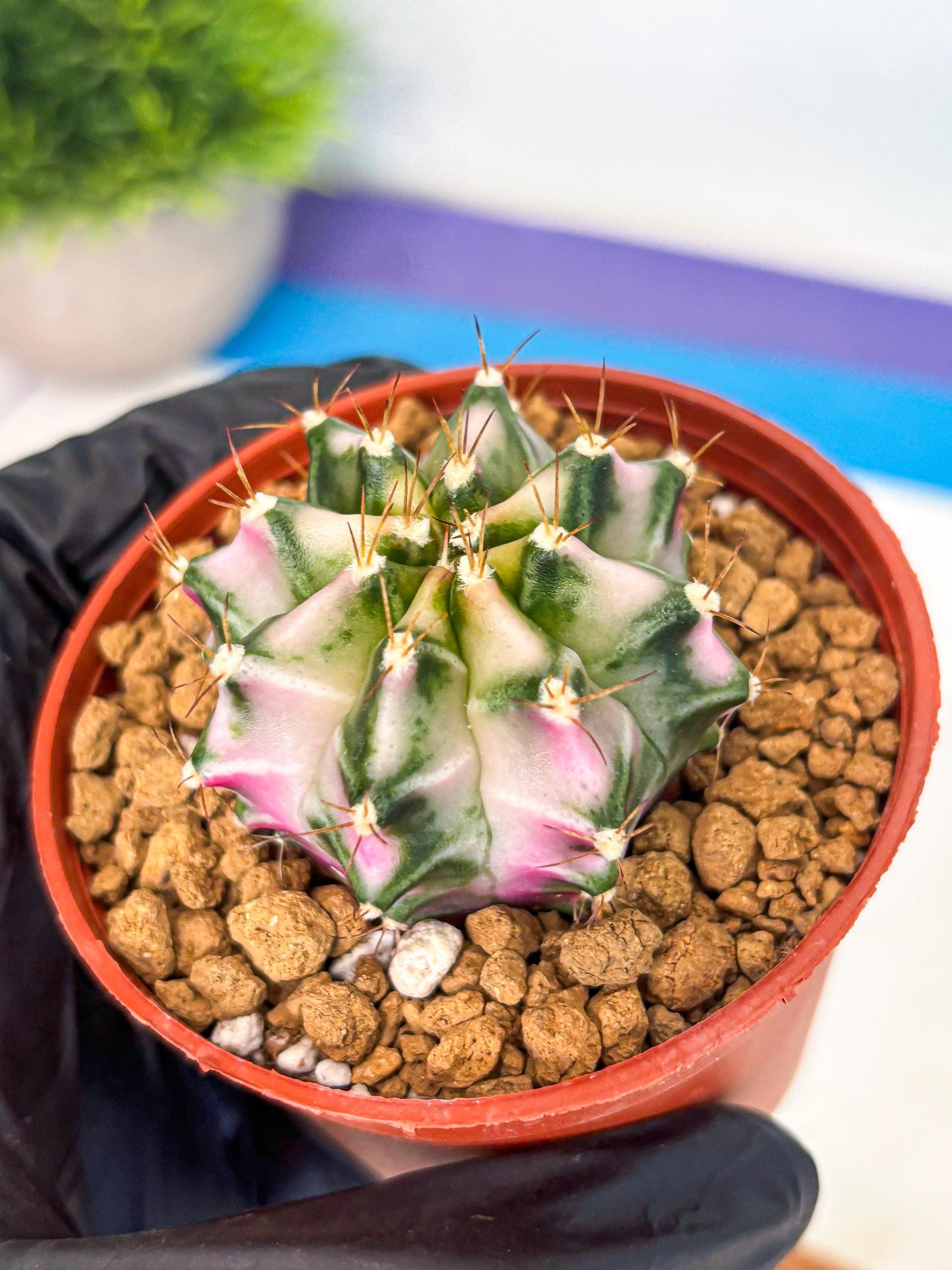 Gymnocalycium Pink DIamond (gy7) (r3) | Rare Hybrid cactus