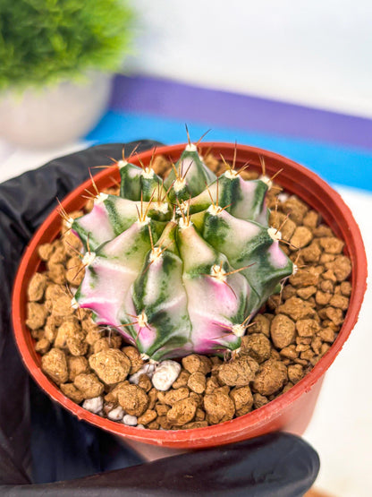 Gymnocalycium Pink DIamond (gy7) (r3) | Rare Hybrid cactus