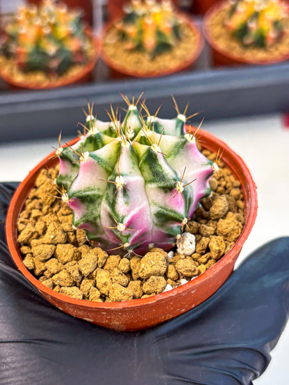 Gymnocalycium Pink DIamond (gy7) (r3) | Rare Hybrid cactus