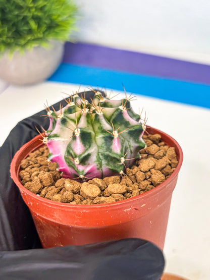 Gymnocalycium Pink DIamond (gy7) (r3) | Rare Hybrid cactus