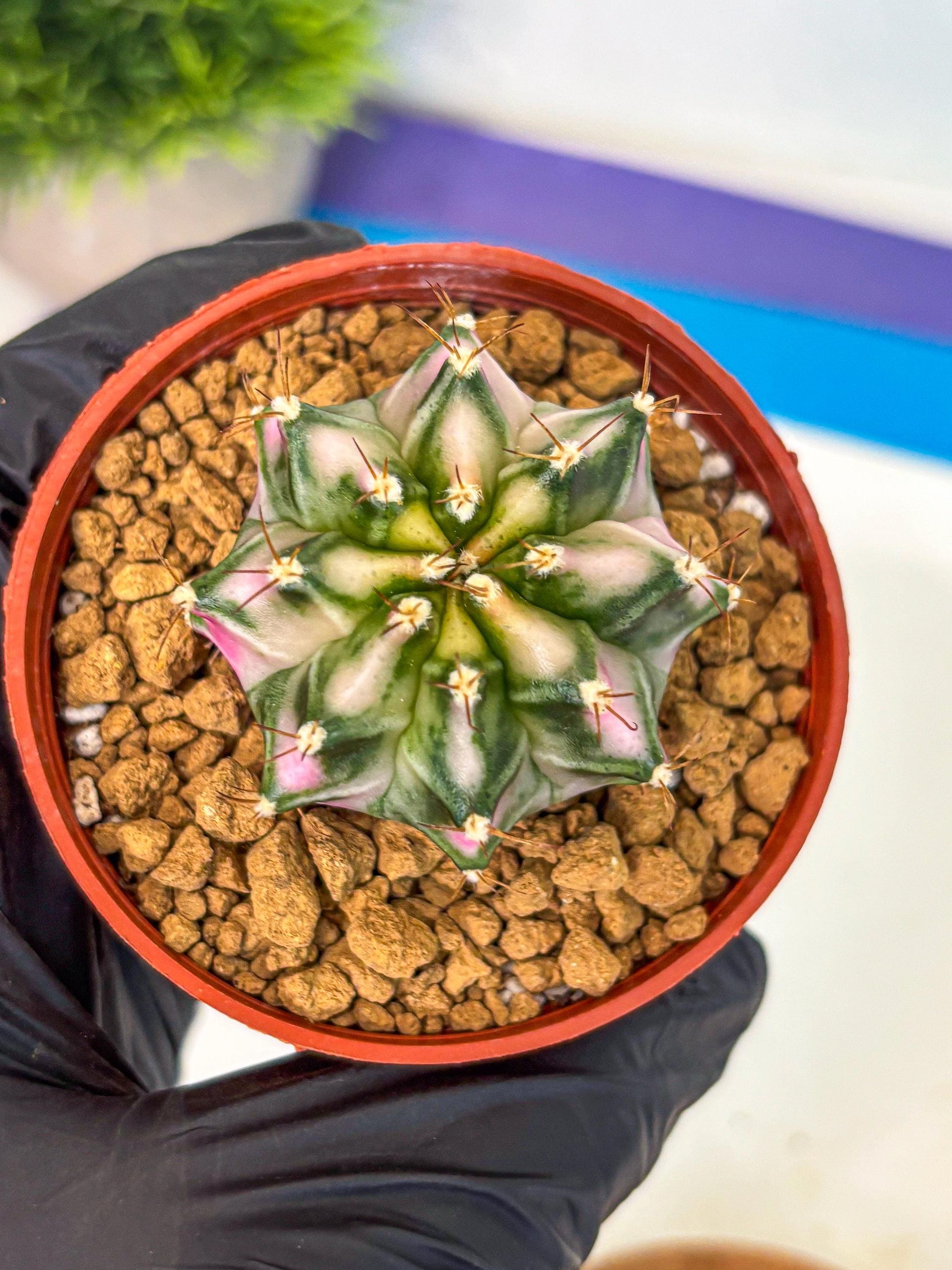 Gymnocalycium Pink DIamond (gy7) (r3) | Rare Hybrid cactus
