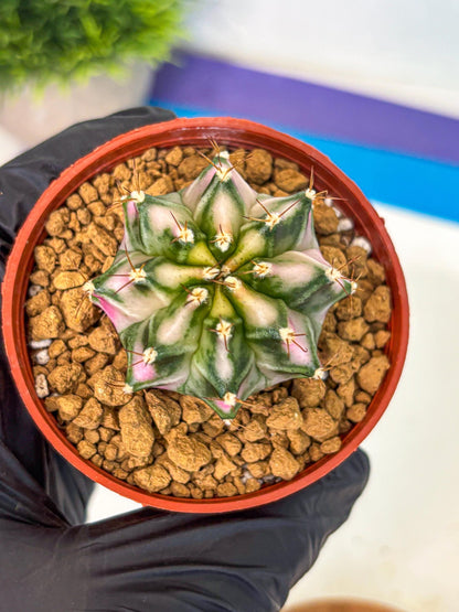 Gymnocalycium Pink DIamond (gy7) (r3) | Rare Hybrid cactus