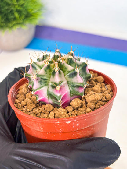 Gymnocalycium Pink DIamond (gy7) (r3) | Rare Hybrid cactus