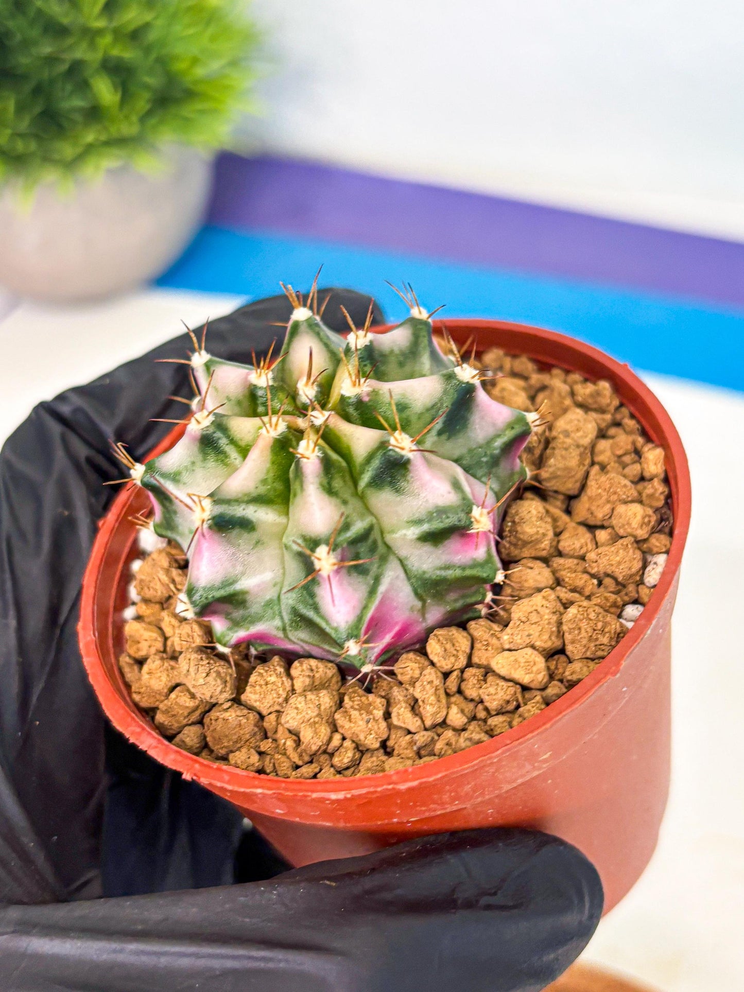 Gymnocalycium Pink DIamond (gy7) (r3) | Rare Hybrid cactus