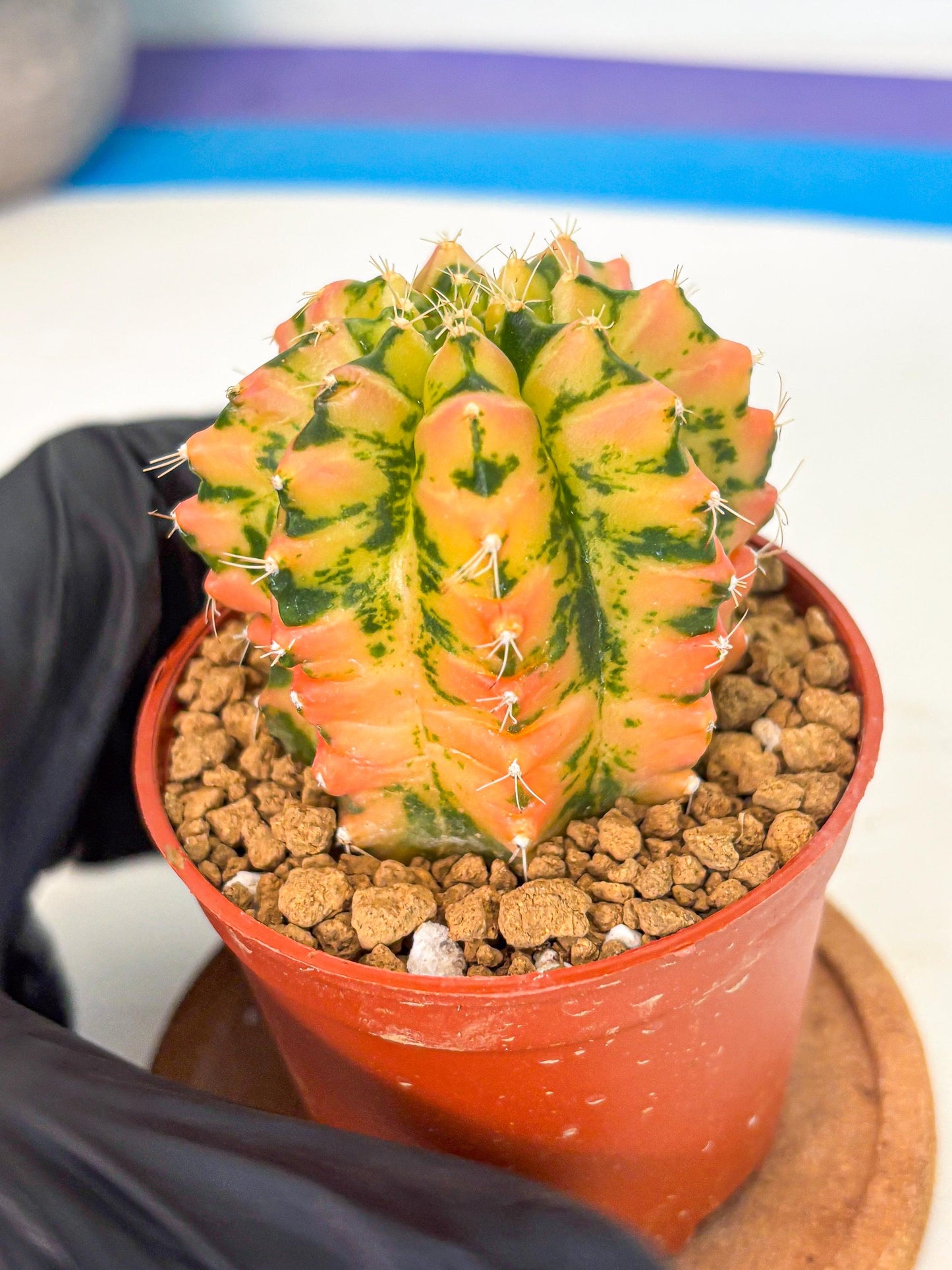 Gymnocalycium Starlight (gy7) (r2) | Rare Hybrid cactus