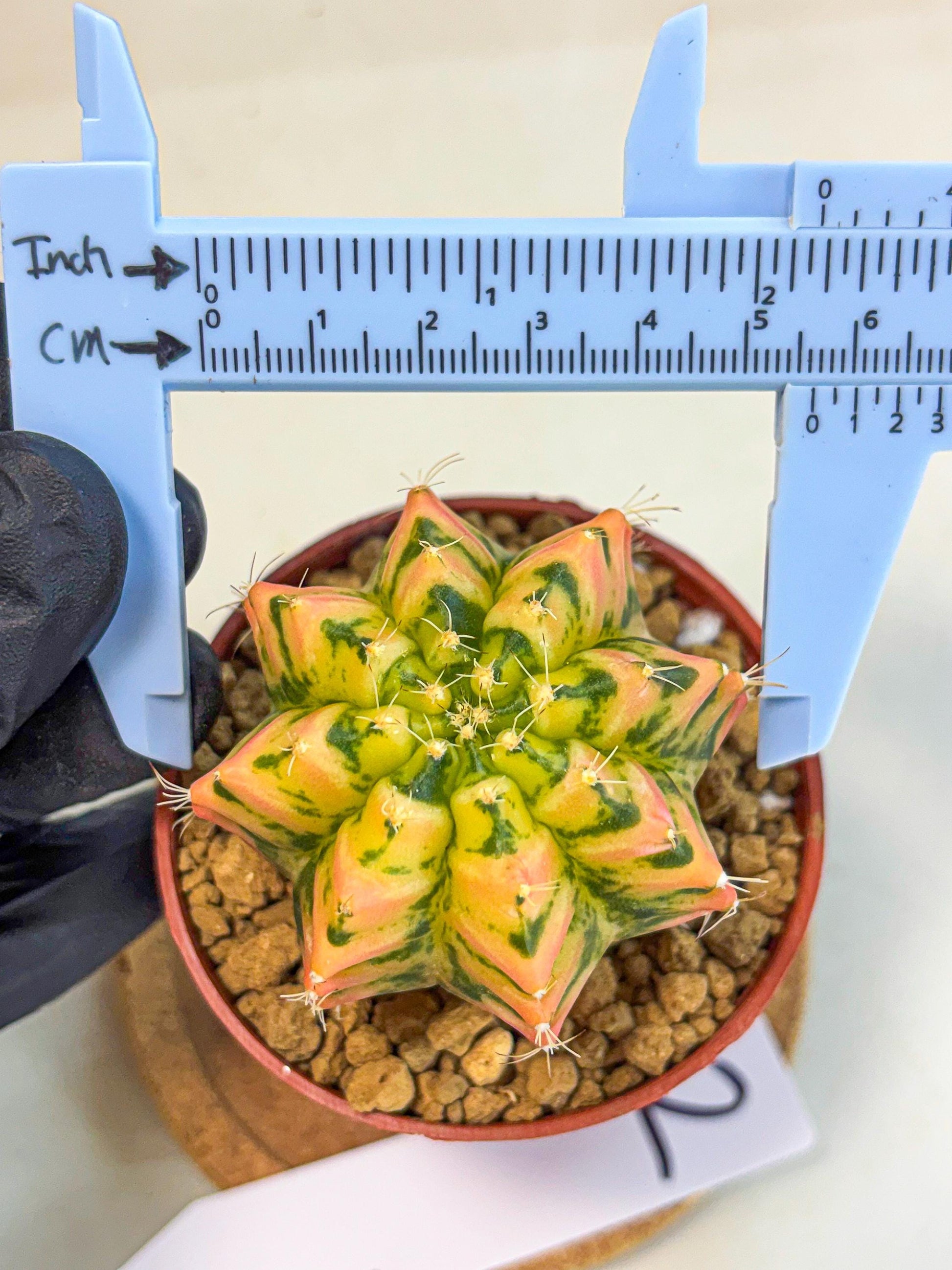 Gymnocalycium Starlight (gy7) (r2) | Rare Hybrid cactus