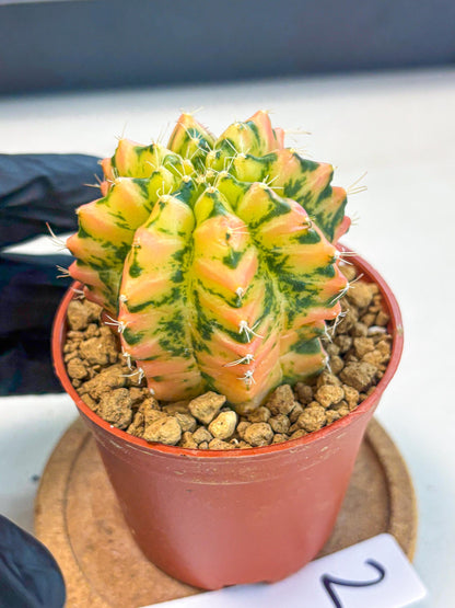 Gymnocalycium Starlight (gy7) (r2) | Rare Hybrid cactus