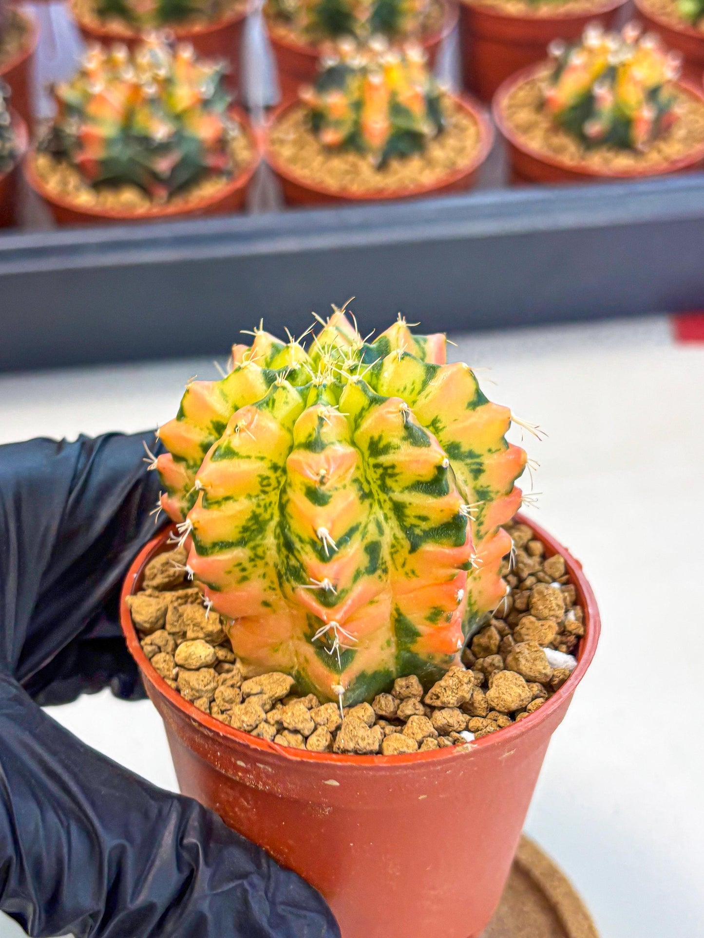 Gymnocalycium Starlight (gy7) (r2) | Rare Hybrid cactus