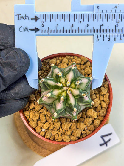 Gymnocalycium Pink DIamond (gy7) (r4) | Rare Hybrid cactus