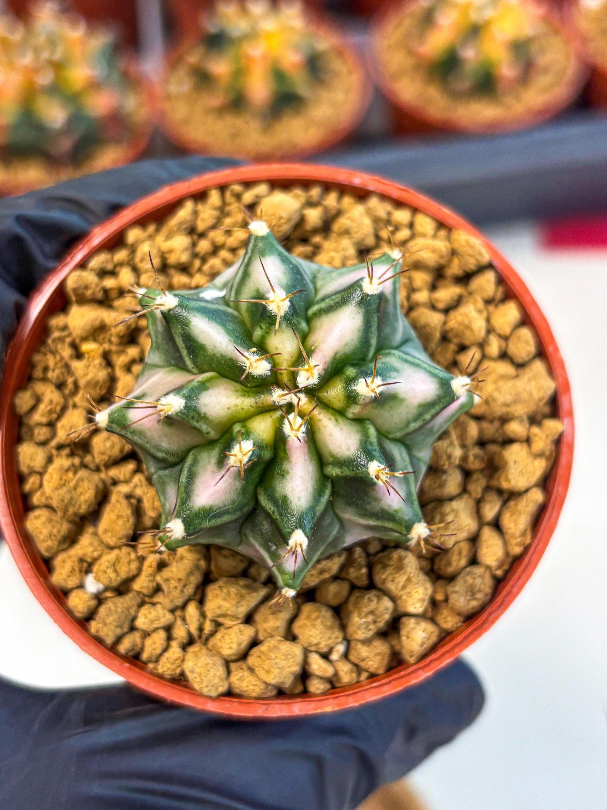 Gymnocalycium Pink DIamond (gy7) (r4) | Rare Hybrid cactus