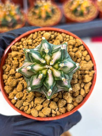 Gymnocalycium Pink DIamond (gy7) (r4) | Rare Hybrid cactus
