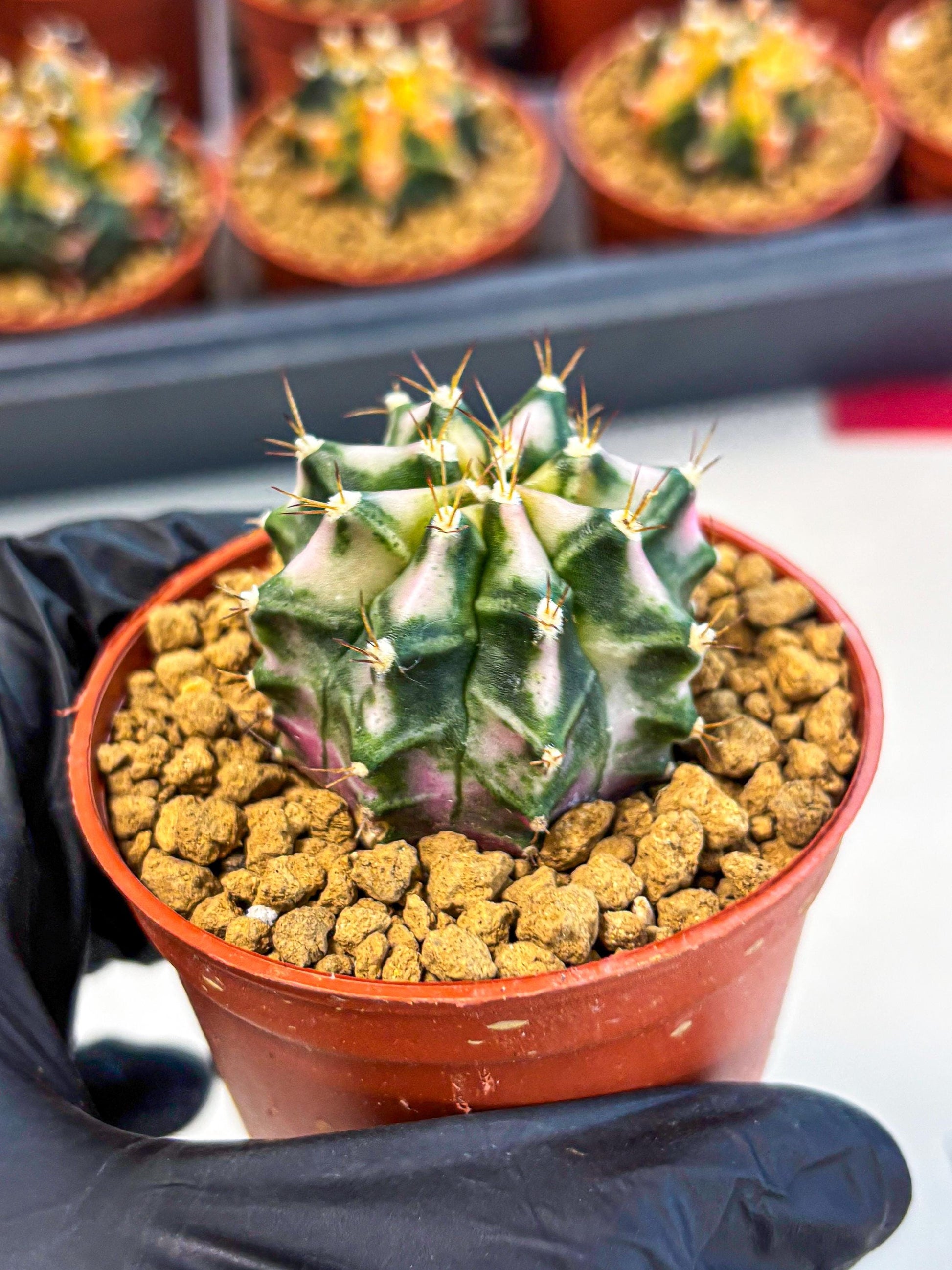 Gymnocalycium Pink DIamond (gy7) (r4) | Rare Hybrid cactus