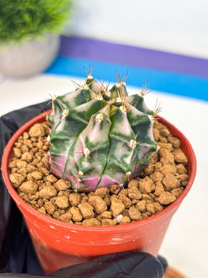 Gymnocalycium Pink DIamond (gy7) (r4) | Rare Hybrid cactus