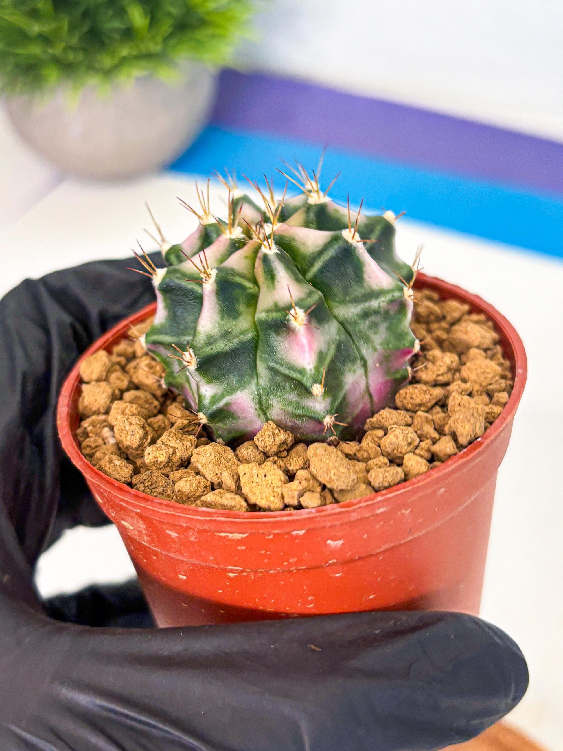 Gymnocalycium Pink DIamond (gy7) (r4) | Rare Hybrid cactus