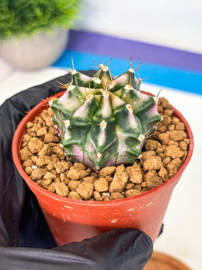 Gymnocalycium Pink DIamond (gy7) (r4) | Rare Hybrid cactus