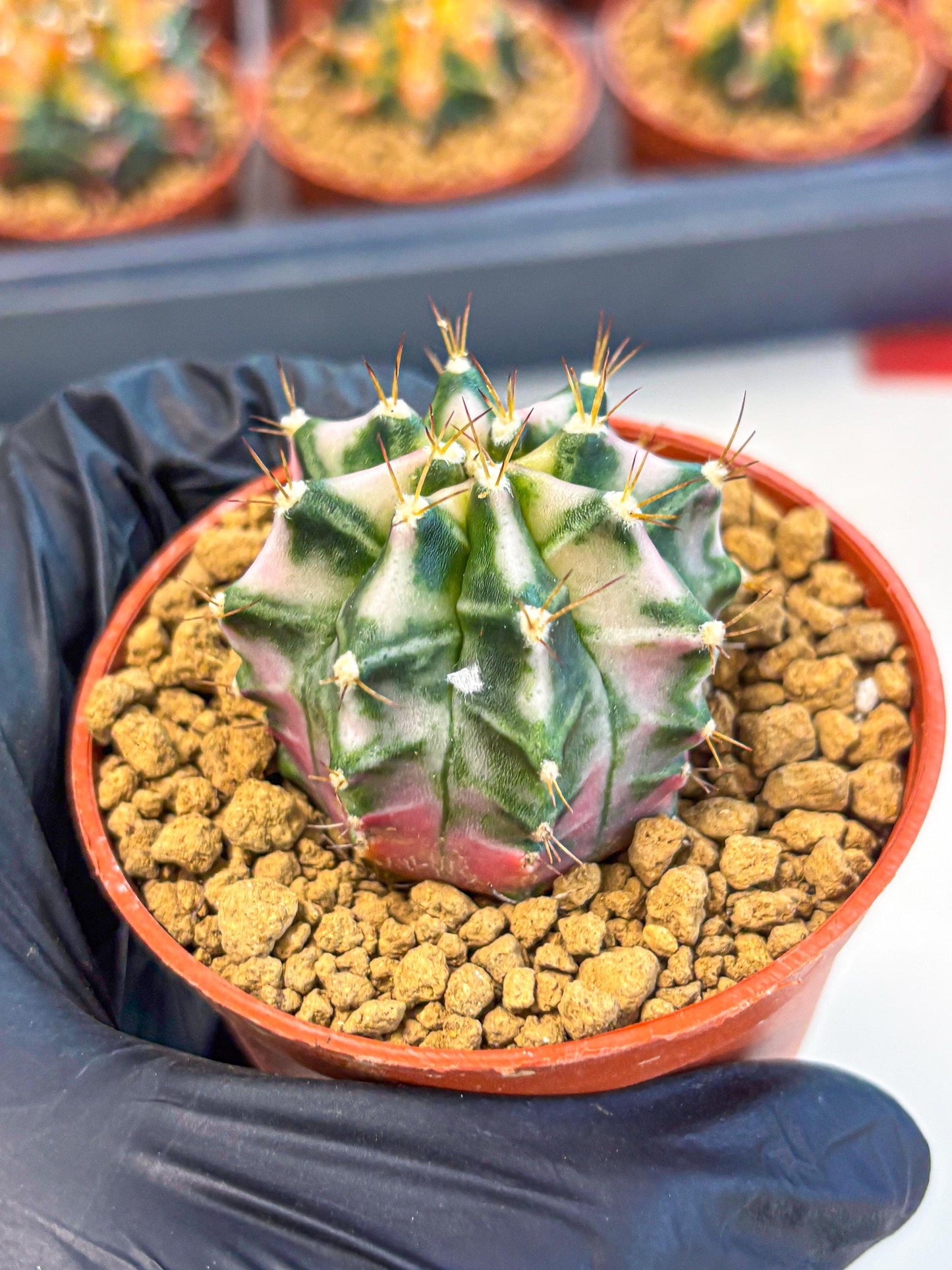 Gymnocalycium Pink DIamond (gy7) (r4) | Rare Hybrid cactus