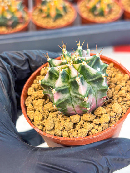 Gymnocalycium Pink DIamond (gy7) (r4) | Rare Hybrid cactus
