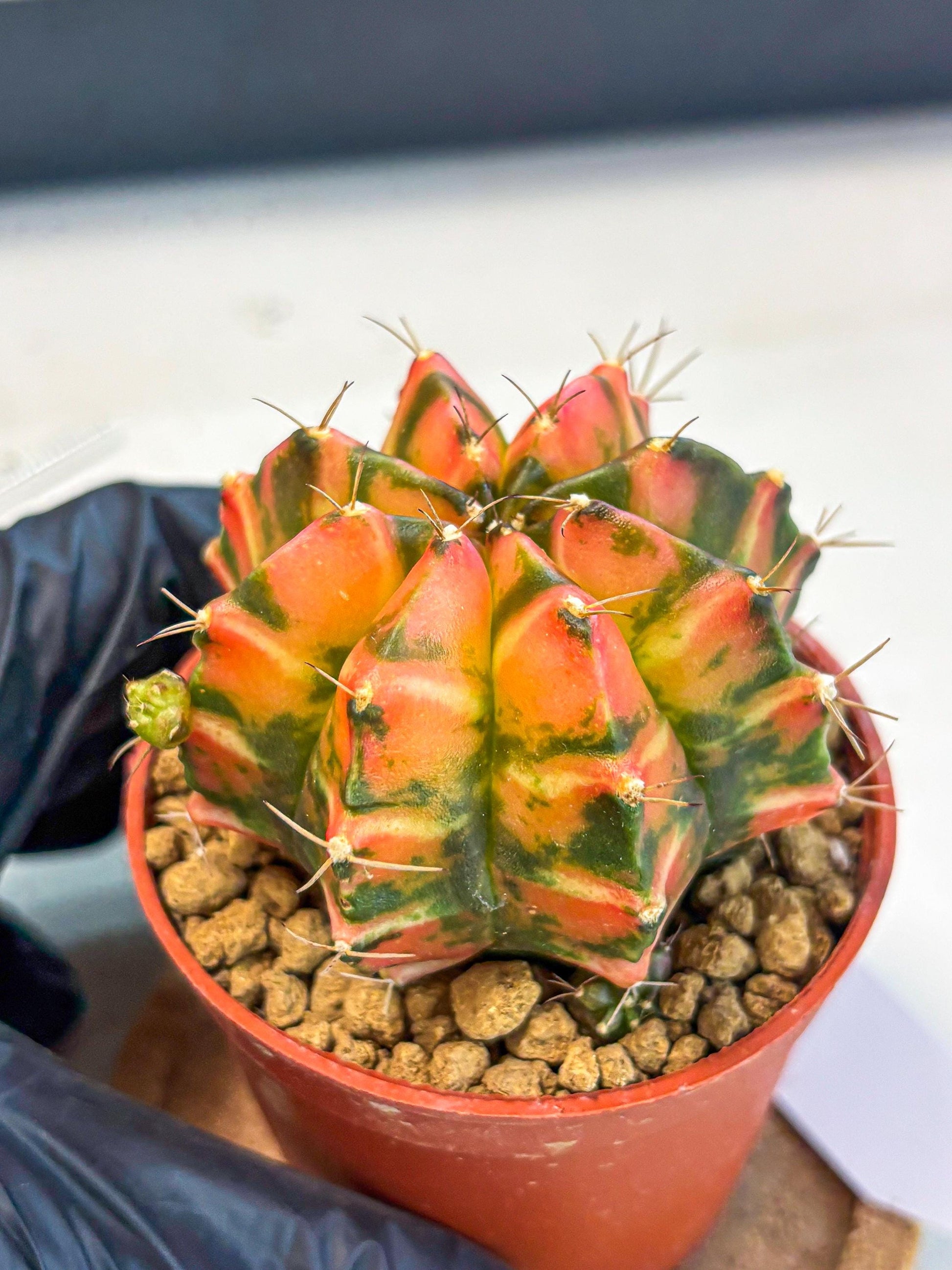 Gymnocalycium Dalah (gy7) (r5) | Rare Hybrids