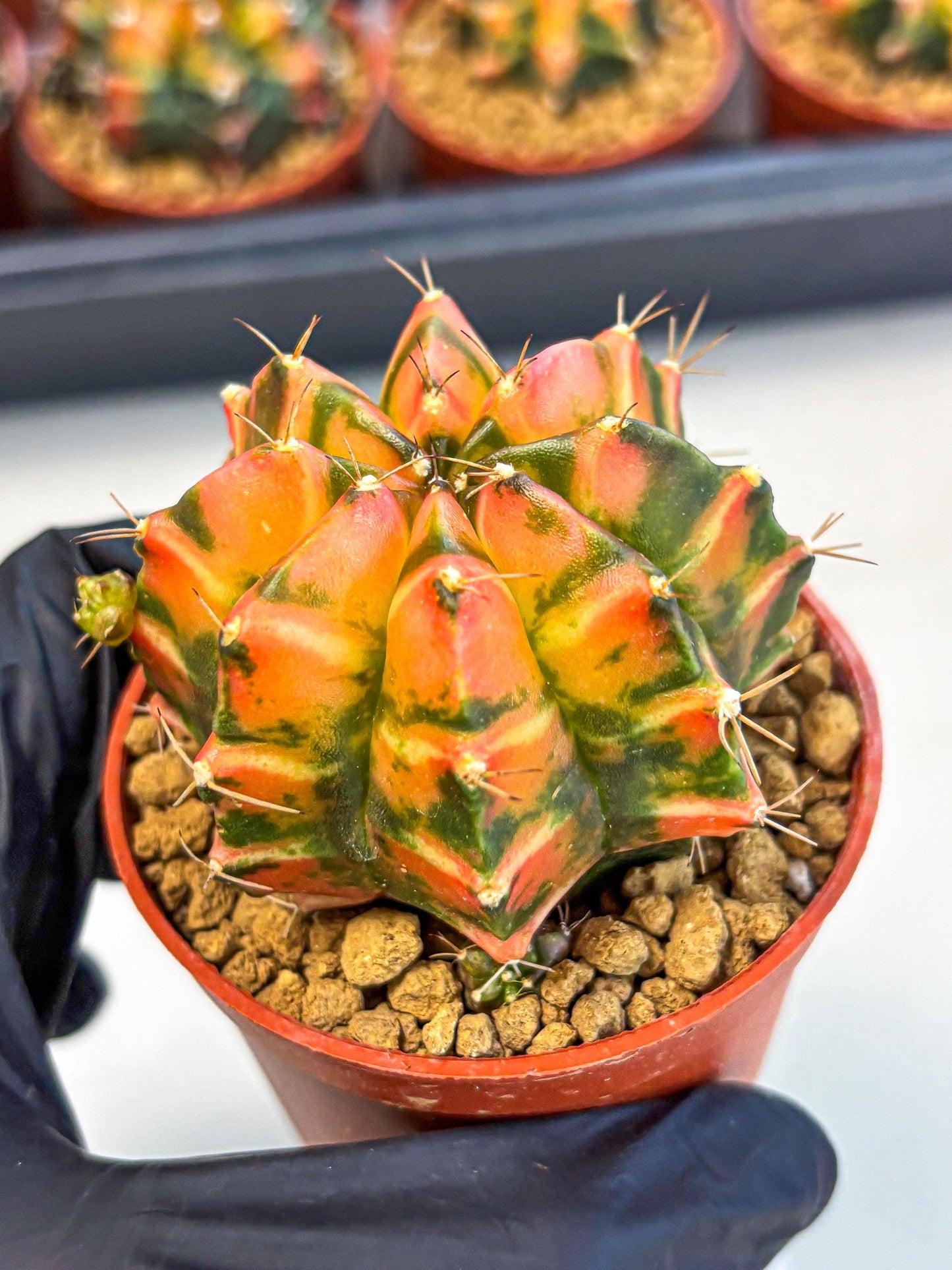 Gymnocalycium Dalah (gy7) (r5) | Rare Hybrids