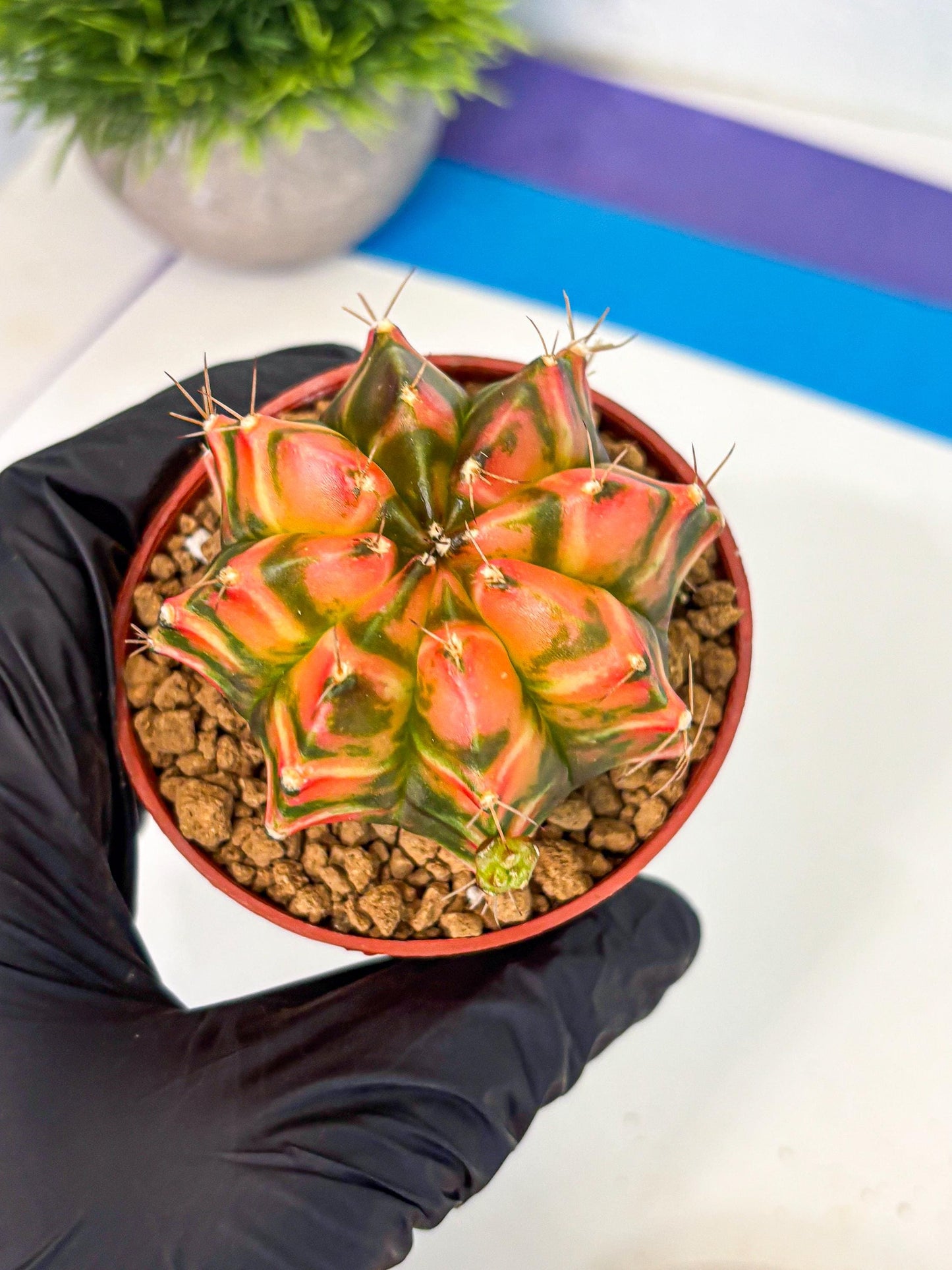 Gymnocalycium Dalah (gy7) (r5) | Rare Hybrids