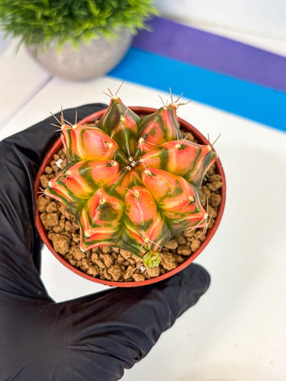 Gymnocalycium Dalah (gy7) (r5) | Rare Hybrids