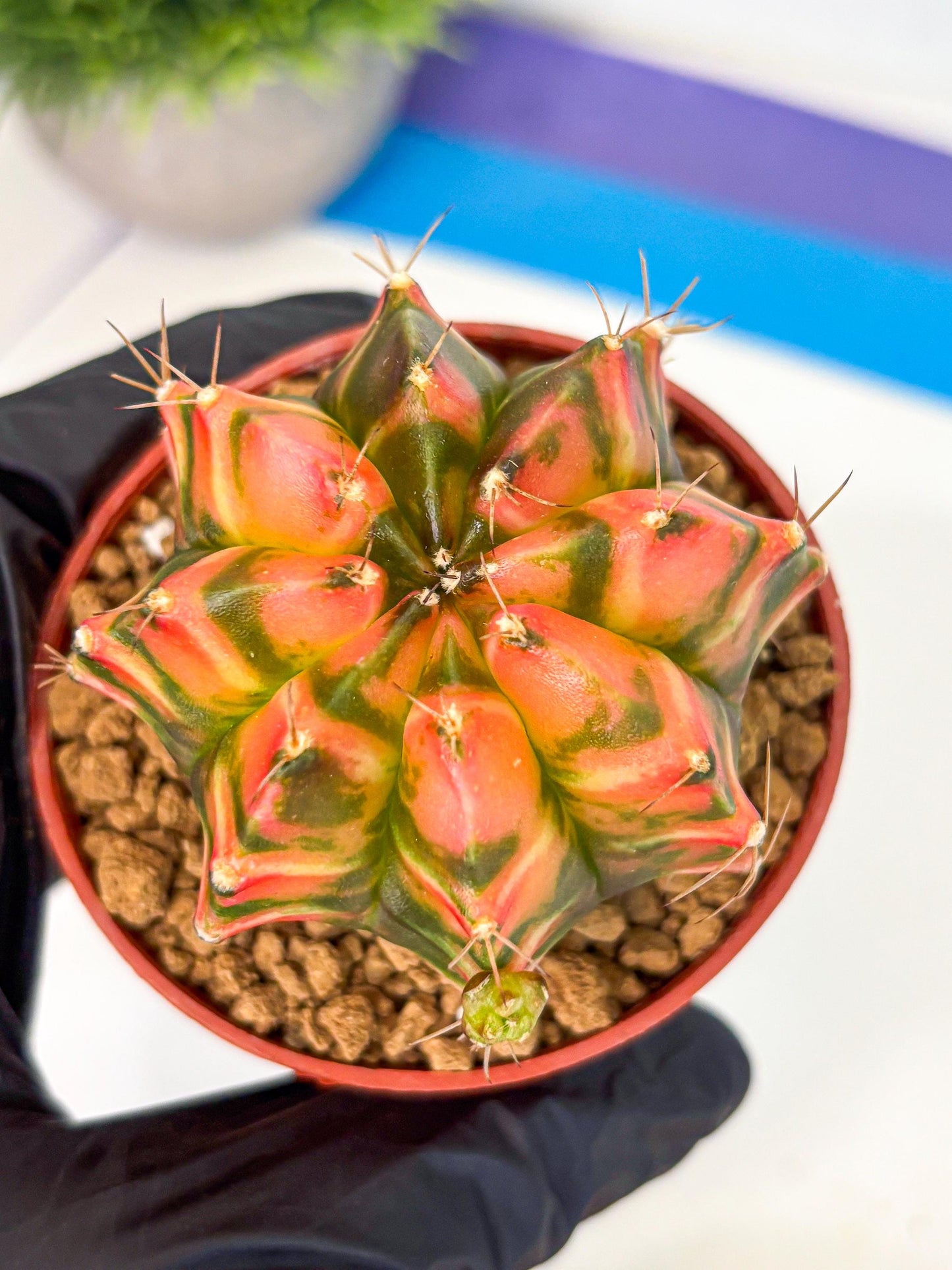 Gymnocalycium Dalah (gy7) (r5) | Rare Hybrids
