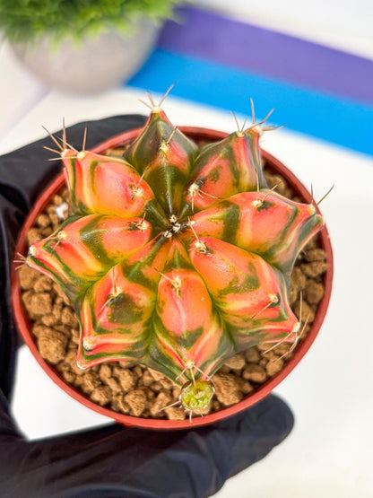 Gymnocalycium Dalah (gy7) (r5) | Rare Hybrids