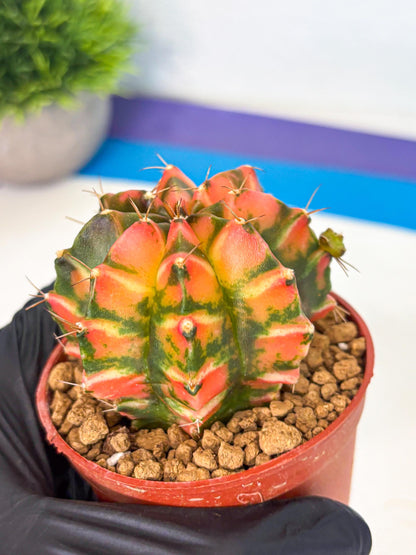 Gymnocalycium Dalah (gy7) (r5) | Rare Hybrids