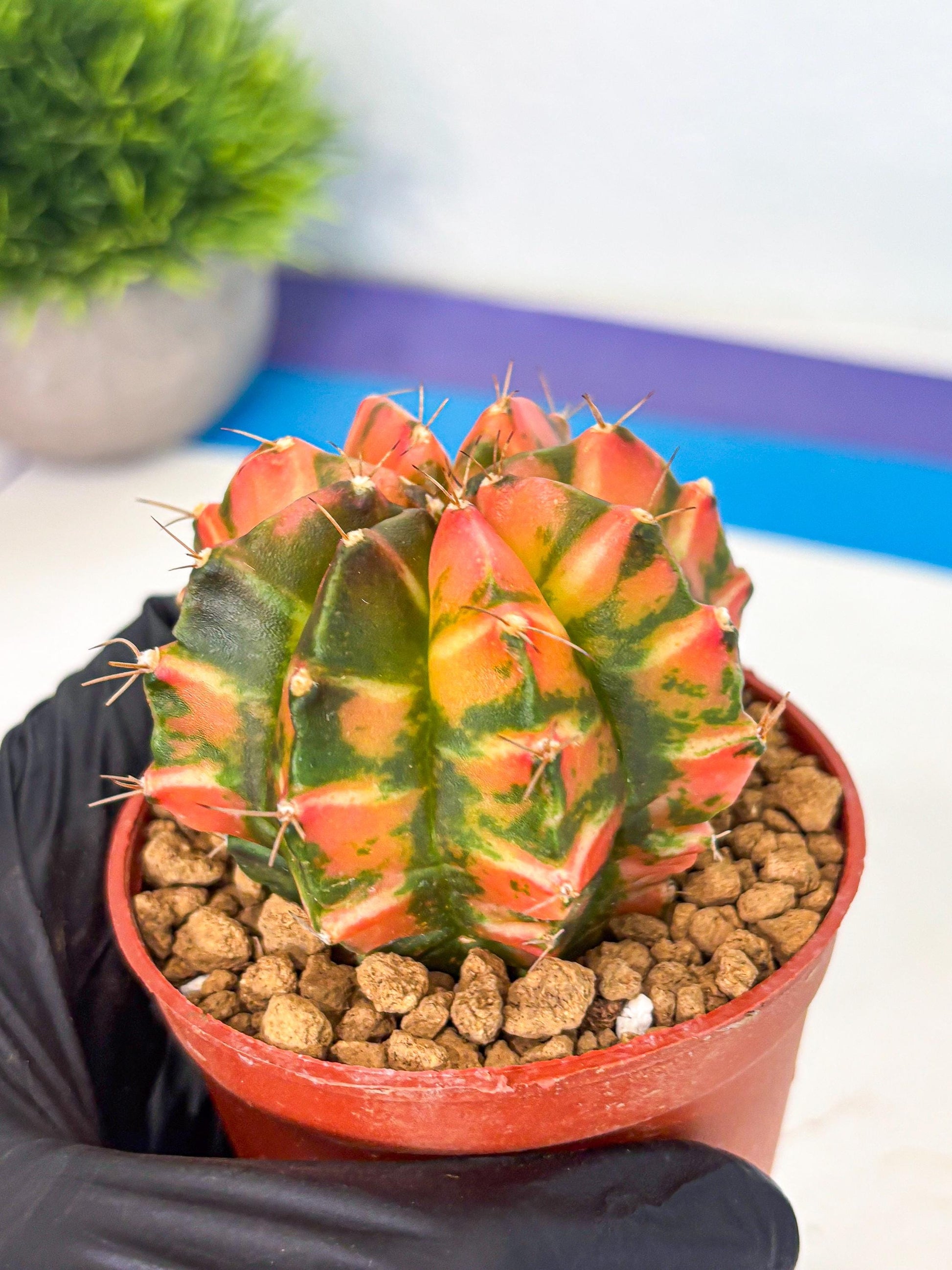 Gymnocalycium Dalah (gy7) (r5) | Rare Hybrids