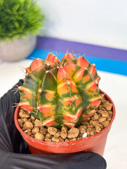 Gymnocalycium Dalah (gy7) (r5) | Rare Hybrids