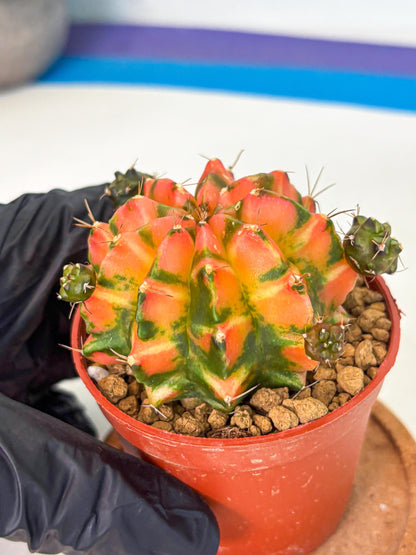 Gymnocalycium Dalah (gy7) (r6) | Rare Hybrids