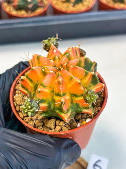 Gymnocalycium Dalah (gy7) (r6) | Rare Hybrids