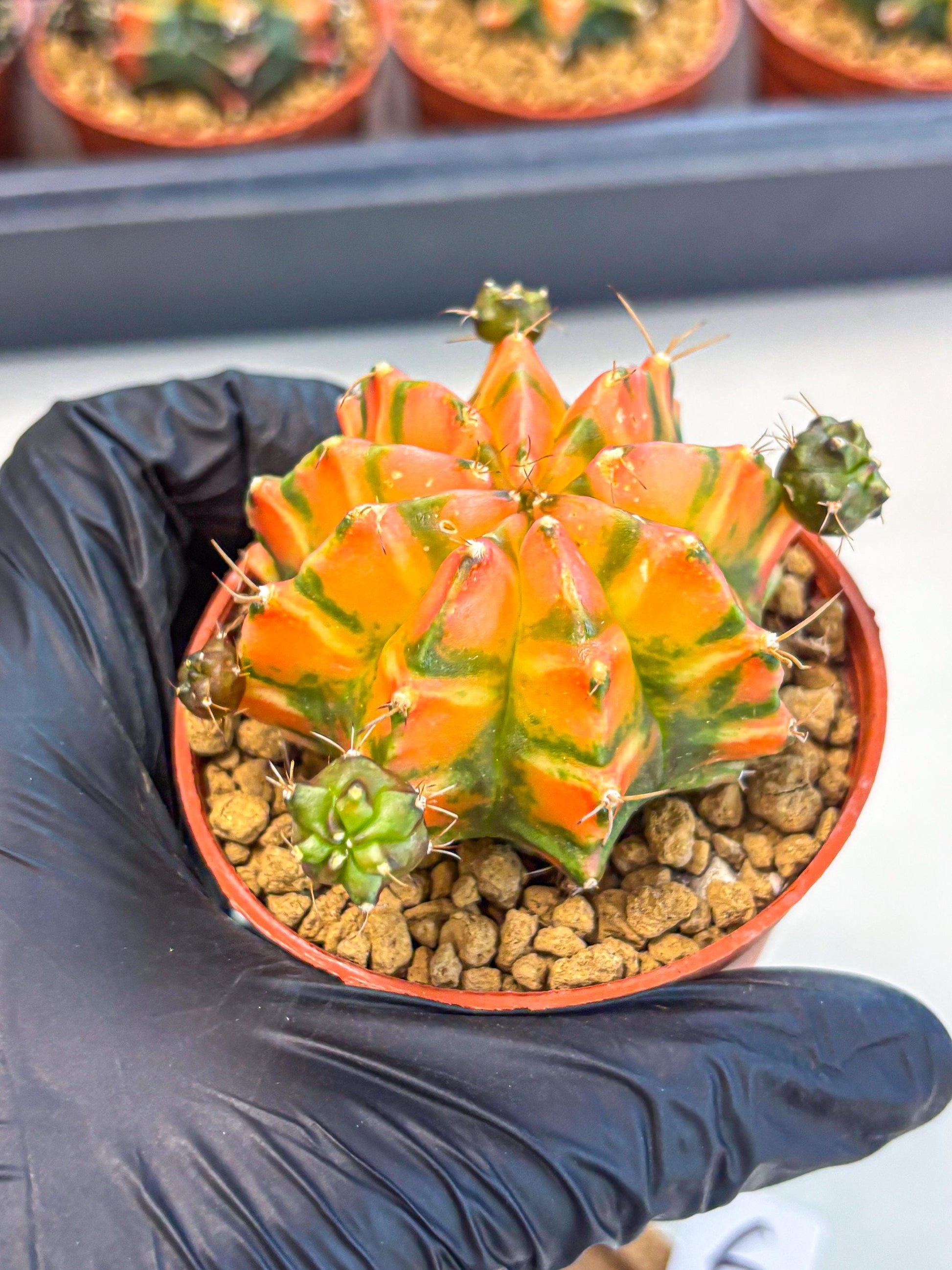 Gymnocalycium Dalah (gy7) (r6) | Rare Hybrids