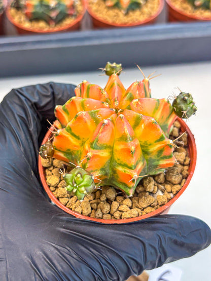 Gymnocalycium Dalah (gy7) (r6) | Rare Hybrids