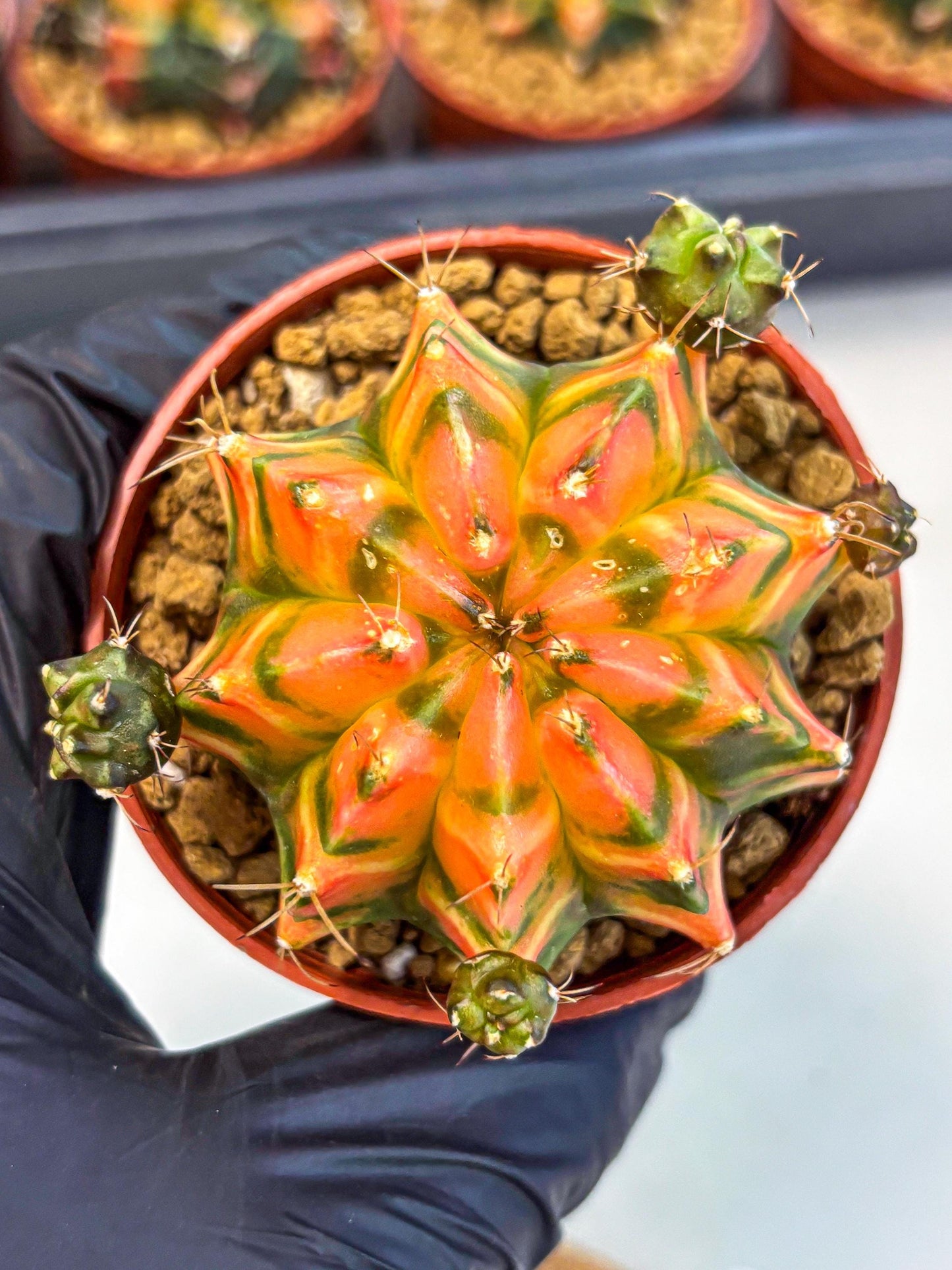 Gymnocalycium Dalah (gy7) (r6) | Rare Hybrids